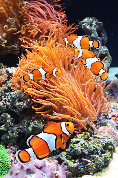 istock Sea anemone and clown fish 524619505