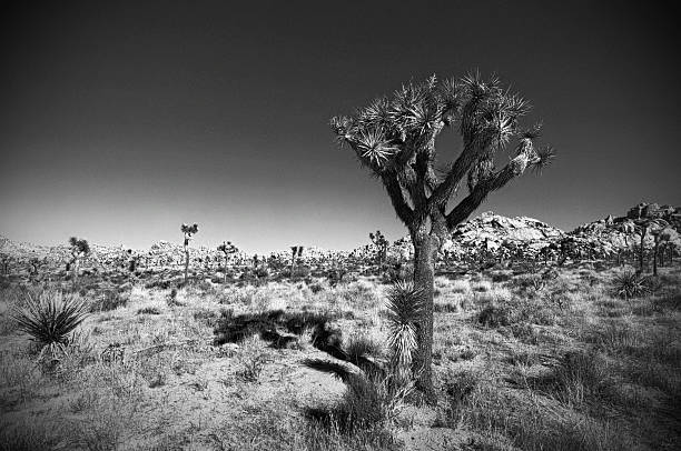 istock Joshua Tree National Park Landscape 524619583