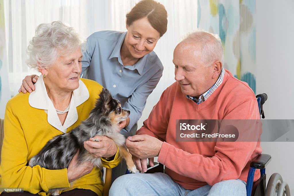 Pet Therapy – Senior couple with little dog Senior Adult Stock Photo