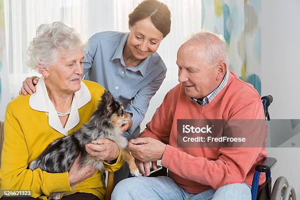Pet Therapy Senior Couple With Little Dog Stock Photo - Download Image Now - Senior Adult, Dog, Alternative Therapy