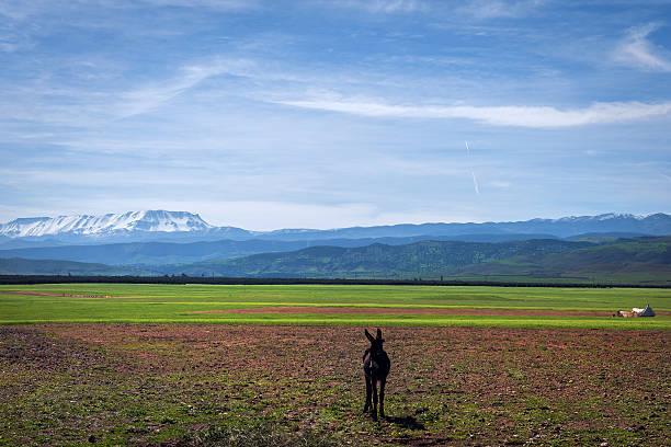 Morocco, Marrakesh, High Atlas Mountains. Agricultural land