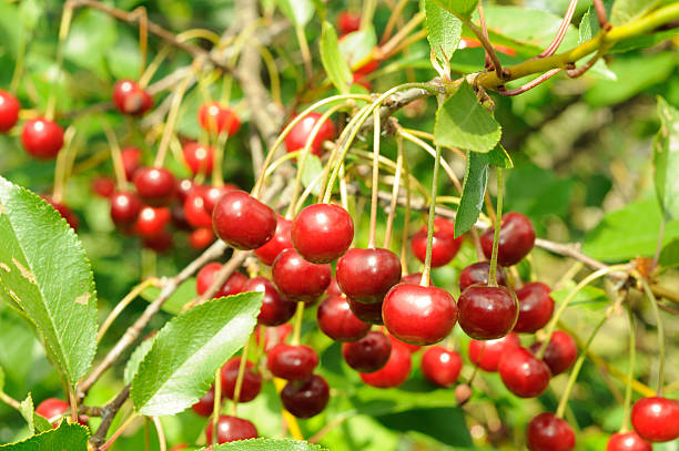 istock Branch of ripe cherry 524622733