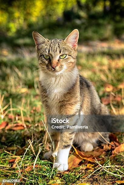 Cat From A Shelter From Donetsk Stock Photo - Download Image Now - Animal, Animal Hair, Autumn