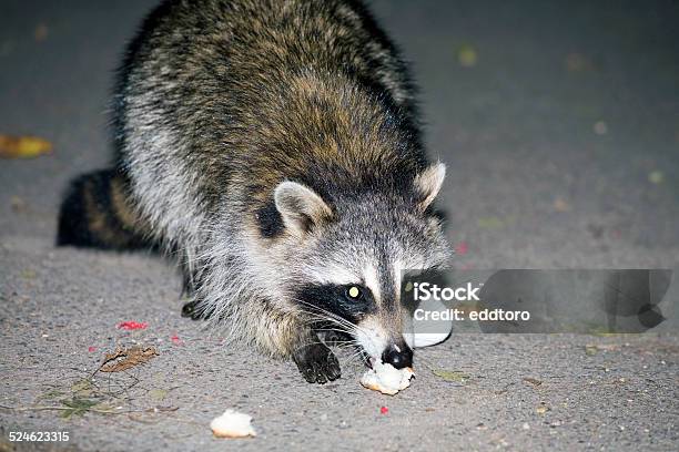 Raccoon At Night Eating Food Stock Photo - Download Image Now - Animal, Facial Mask - Beauty Product, Food