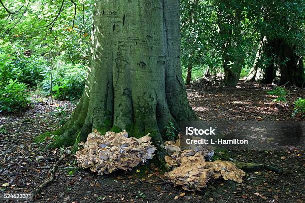 Plant Tree Trunk And Fungus Stock Photo - Download Image Now - Autumn, Beauty In Nature, Branch - Plant Part