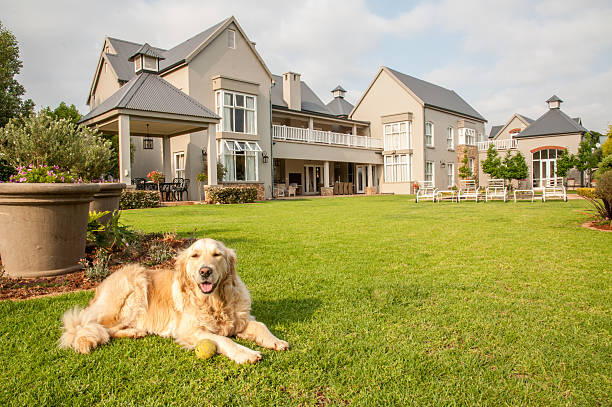 istock Golden Retriever Relaxing 524623753