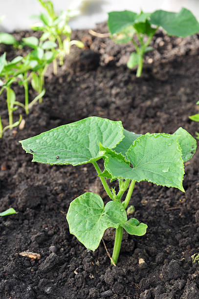 istock young cucumber stem in black earth 524624517