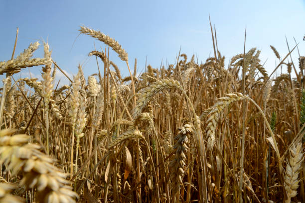 istock Close-up of ripe wheat under clear blue sky 524649269