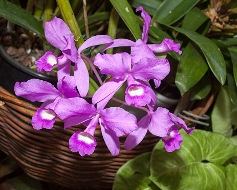 beautiful orchid photographed in Hervey Bay Queensland