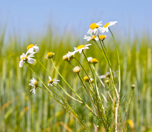 istock white flowers in green summer field 524650463