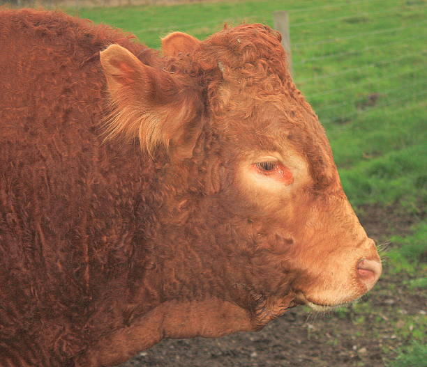 istock Head of Brown Bull 524652227