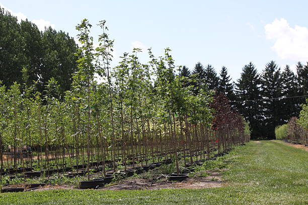 istock Plant Nursery With Large Trees For Sale 524652631