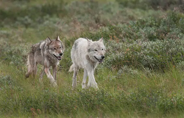 Gray wolf (Canis lupus) white alpha male and partner on a hunting expedition in Denali National Park, Alaska.