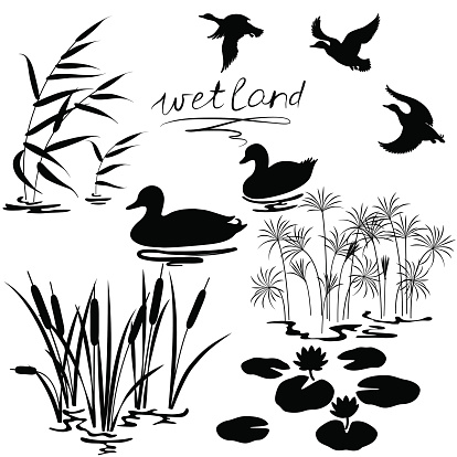 Set of silhouettes of water plants and ducks.