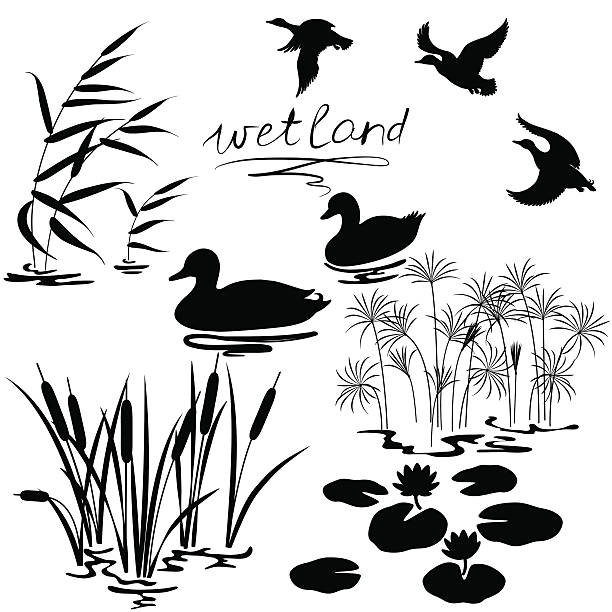 Wetland plants and birds set Set of silhouettes of water plants and ducks. drake male duck illustrations stock illustrations