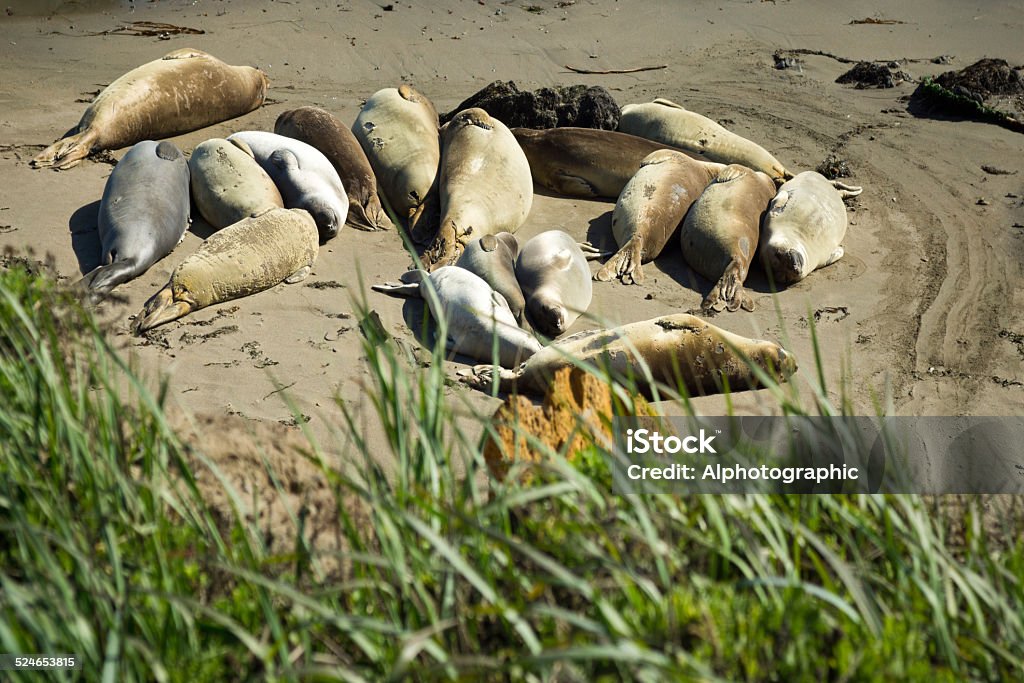 Elephant seal colony Elephant seals on the beach in West California at Piedras Blancas. Animal Stock Photo