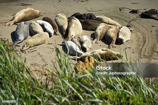 Elephant Seal Colony Stock Photo - Download Image Now - Animal, Animal Wildlife, Animals In The Wild