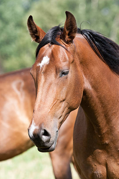 istock wild horses in the field 524653909