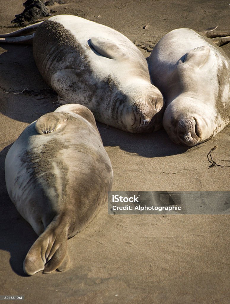 Elephant seal colony Elephant seals on the beach in West California at Piedras Blancas. Animal Stock Photo