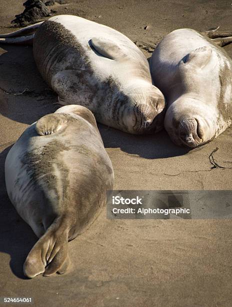 Elephant Seal Colony Stock Photo - Download Image Now - Animal, Animal Wildlife, Animals In The Wild