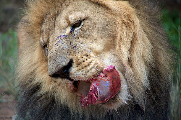 istock Male lion chewing on a donkey carcass 524654751