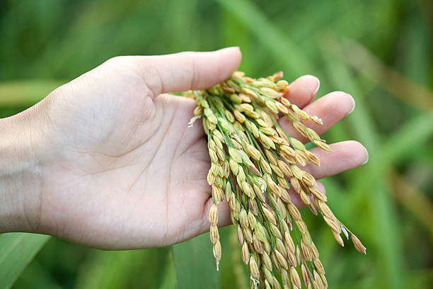 istock Closeup rice on hand up in paddy 524654883