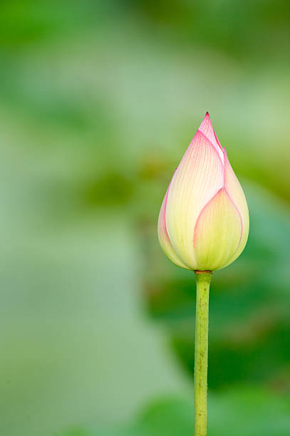 istock Pink lotus in pond. 524655157