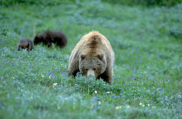 istock Grizzly Bear Sow Ursus arctos horribilis Denali NP with cub 524655509