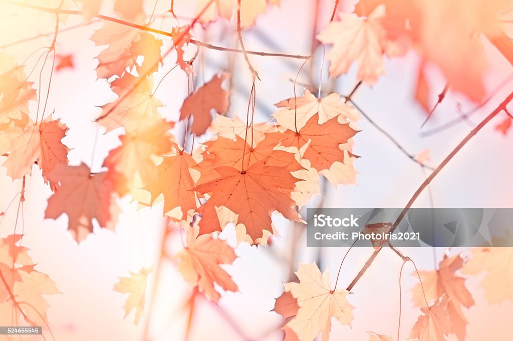 Autumn leaves Autumn leaves on branches Abstract Stock Photo