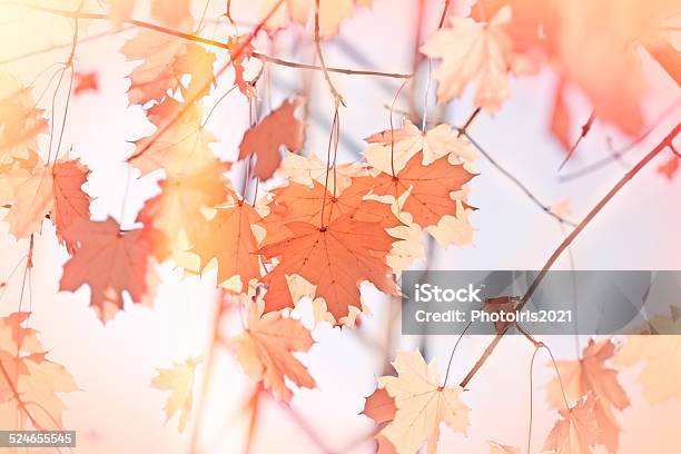 Autumn Leaves Stock Photo - Download Image Now - Abstract, Autumn, Back Lit