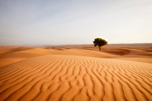 lonely tree in the wahiba sands desert of oman.
