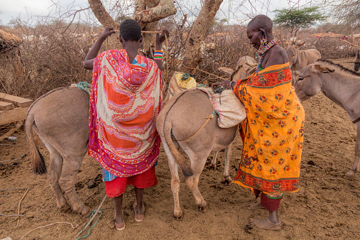 Amboseli, Kenay - October 10, 2014: Early morning  in a Maasai village, Two Maasai women dressed in colorful manga and traditional jewelry is loading donkeys with water cans to collect water. More donkeys 