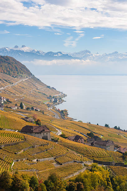 istock amazing sunshine of vineyard at Lavaux 524687645