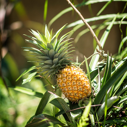 Pineapple plant with ripe fruit ready to be picked, detail from tropical organic farm