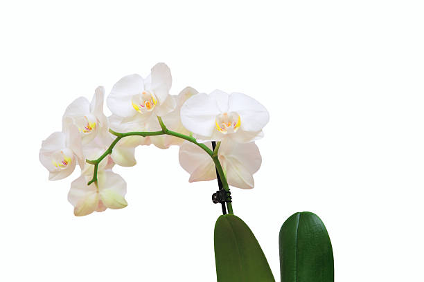 Orchid on a white background stock photo