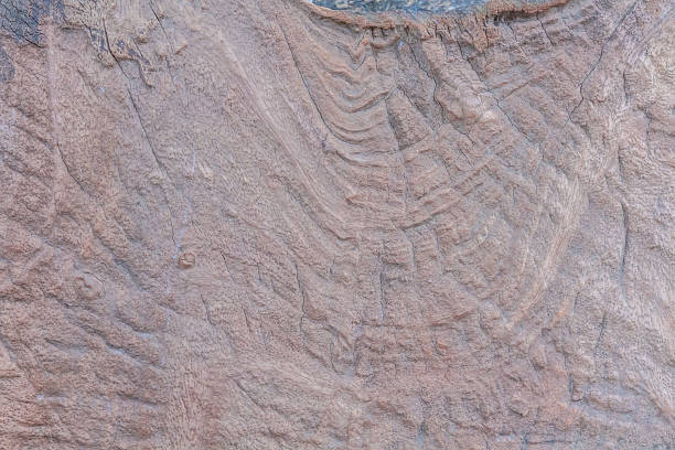 istock The pattern on the surface of a wooden board. 524688429