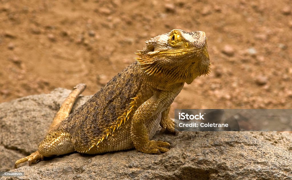 Bearded Dragon bearded dragon sitting on rock formation Bearded Dragon Stock Photo