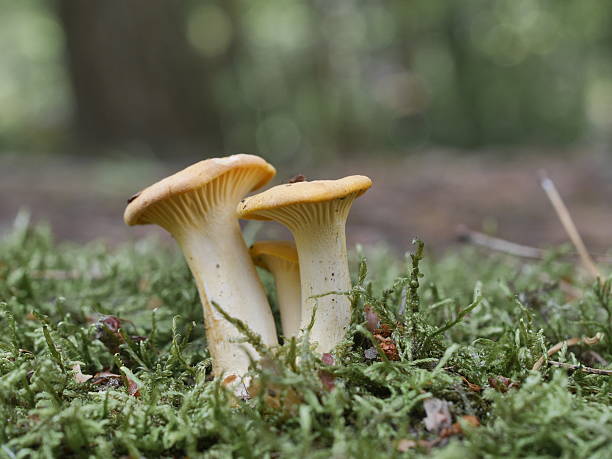 istock chanterelle edible mushrooms 524688603