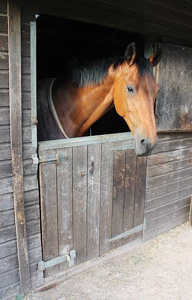 istock Horse in stable over door 524688831