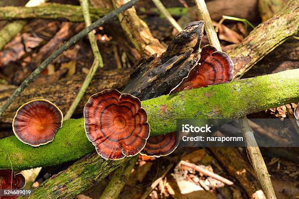 Polyporaceae Stock Photo - Download Image Now - Autumn, Brown, Forest