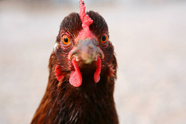 Hen Close-Up stock photo