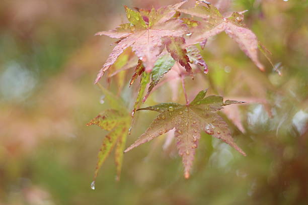 istock Raindrops on Autumn Maple Leaves, Osaka, Japan 524689975