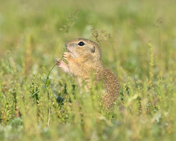 istock European ground squirrel (Spermophilus citellus) in natural habitat, feeding 524690713
