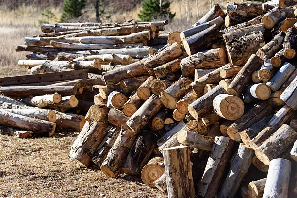 Chopped and cut aspen woodpile in a remote mountain setting. 
