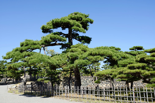 peaceful Japanese garden with pine trees against a clear blue sky