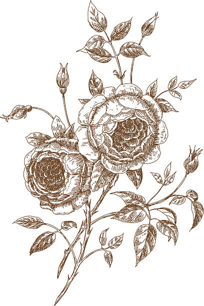 english roses Hand-drawn english roses. Vector illustration. english rose stock illustrations