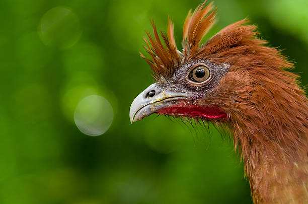 closeup portrait of chachalaca ortalis erythroptera bird from Ecuador