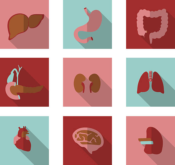 menschliche organe symbole - tierische bauchspeicheldrüse stock-grafiken, -clipart, -cartoons und -symbole