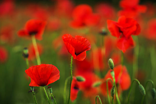 istock Red poppies in green grass blooming on field. Close-up 524696750