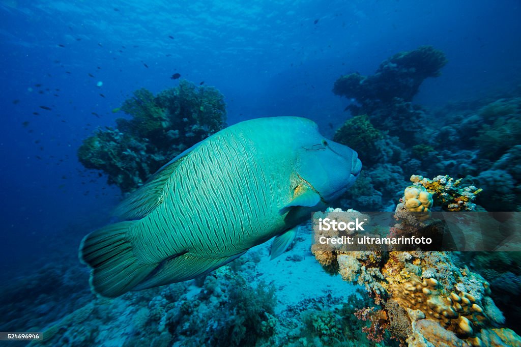 Napoleonfish   Underwater sea life    Coral reef Underwater  sea life - coral reef. Napoleonfish ( Cheilinus undulatus, Humphead wrasse )  fish,  deep in tropical sea.  Animal Wildlife Stock Photo